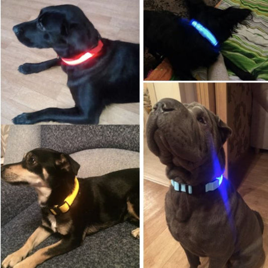 LedCollar™ - Collier à LED rechargeable pour chien - Fou de chien