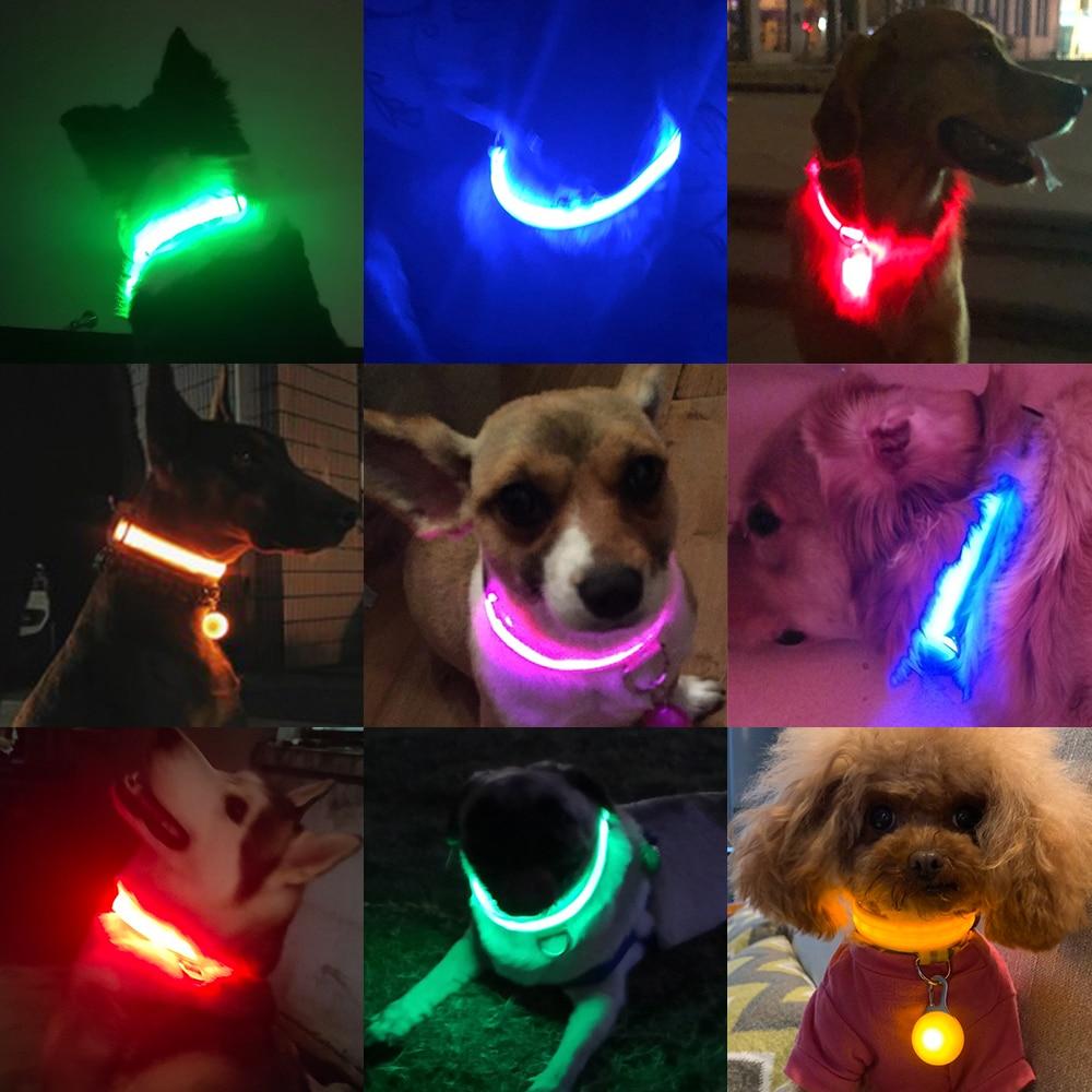 LedCollar™ - Collier à LED rechargeable pour chien - Fou de chien